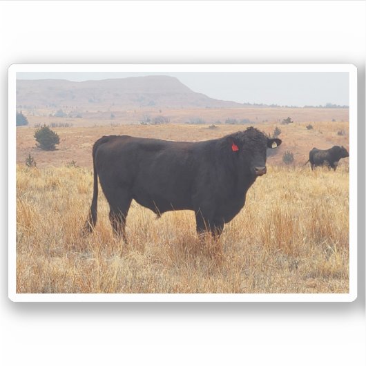 Black Angus Steer Grazing met zijn herd Sticker (Voorkant)