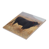 Black Angus Steer Grazing met zijn herd Tegeltje (Zijkant)