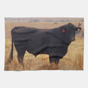 Black Angus Steer Grazing met zijn herd Theedoek