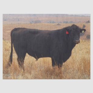 Black Angus Steer Grazing met zijn herd Tissuepapier