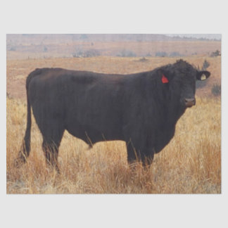 Black Angus Steer Grazing met zijn herd Tissuepapier