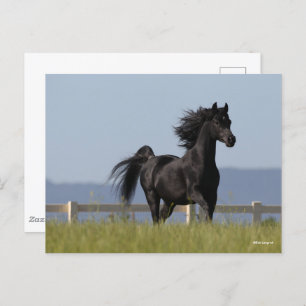 Black Arab Stallion Running Mane Flow Briefkaart