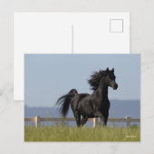 Black Arab Stallion Running Mane Flow Briefkaart (Voorkant / Achterkant)