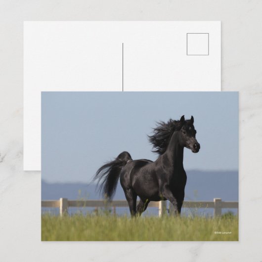 Black Arab Stallion Running Mane Flow Briefkaart (Voorkant / Achterkant)