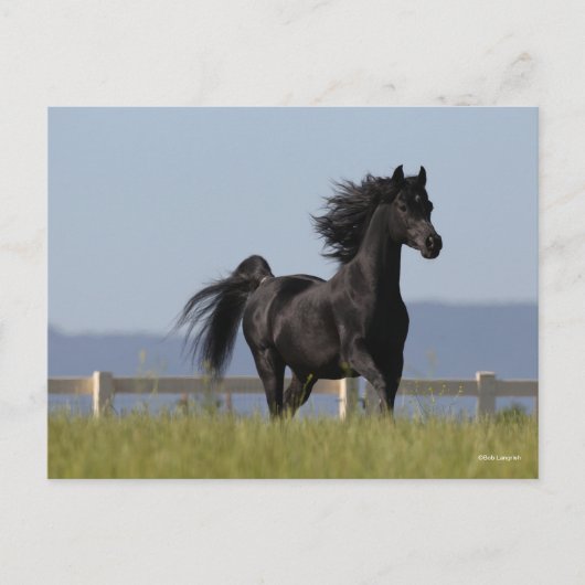 Black Arab Stallion Running Mane Flow Briefkaart (Voorkant)