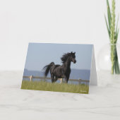 Black Arab Stallion Running Mane Flow Kaart (Voorkant)