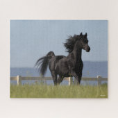 Black Arab Stallion Running Mane Flow Legpuzzel (Horizontaal)