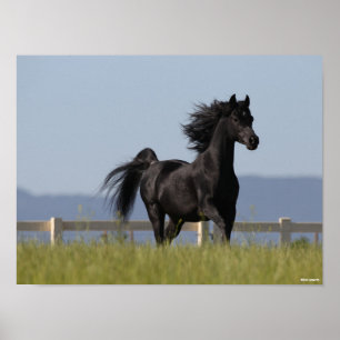 Black Arab Stallion Running Mane Flow Poster