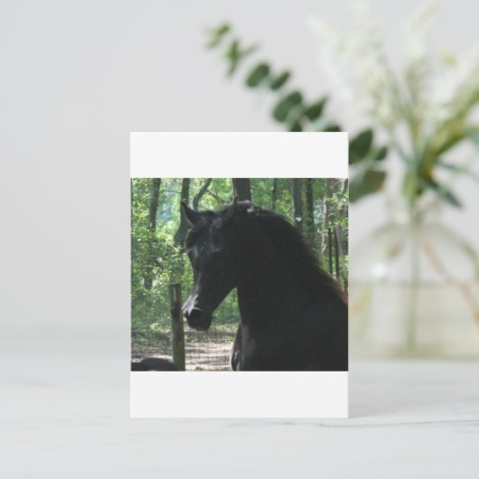 Black Arabian Mare in Forest Briefkaart (Staand voorkant)