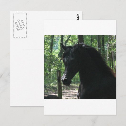 Black Arabian Mare in Forest Briefkaart (Voorkant / Achterkant)