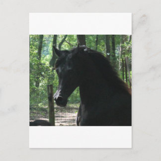 Black Arabian Mare in Forest Briefkaart
