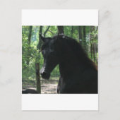 Black Arabian Mare in Forest Briefkaart (Voorkant)