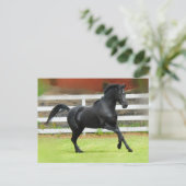 Black Arabian Stallion Briefkaart (Staand voorkant)