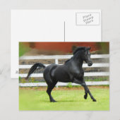 Black Arabian Stallion Briefkaart (Voorkant / Achterkant)