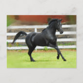 Black Arabian Stallion Briefkaart (Voorkant)