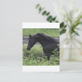 Black Arabian Stallion Briefkaart (Staand voorkant)