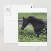 Black Arabian Stallion Briefkaart (Voorkant / Achterkant)