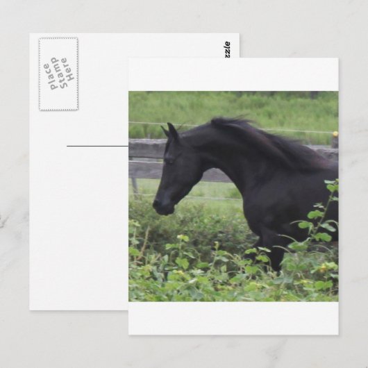 Black Arabian Stallion Briefkaart (Voorkant / Achterkant)