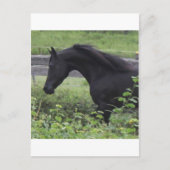 Black Arabian Stallion Briefkaart (Voorkant)