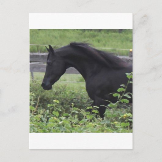 Black Arabian Stallion Briefkaart (Voorkant)