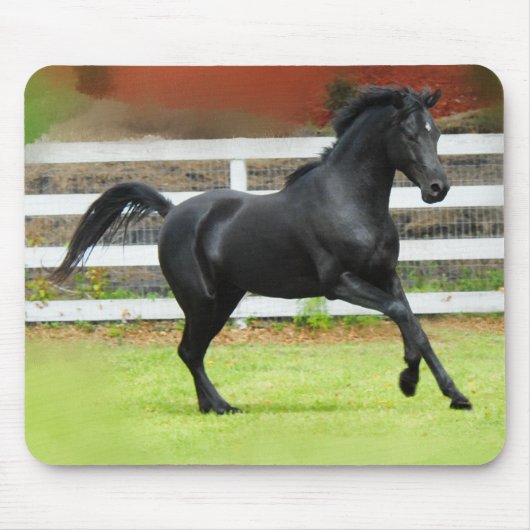 Black Arabian Stallion Muismat (Voorkant)