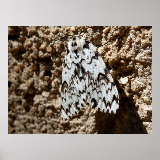 Black Arches Moth Poster (Voorkant)