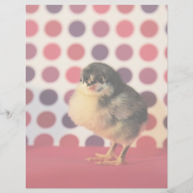 Black Astralorp Chick (Voorkant)
