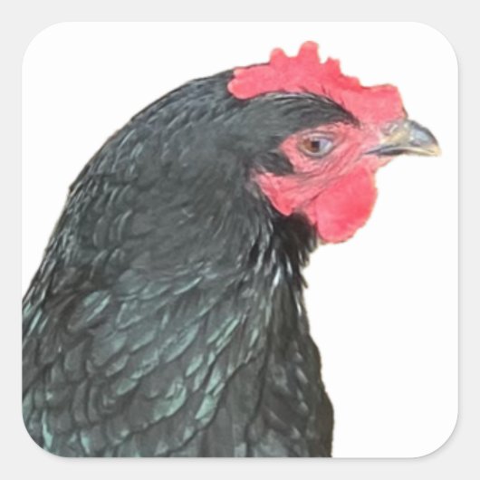 Black Australorp Hen Vierkante Sticker (Voorkant)