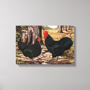 Black Australorp Rooster en Hen in kant Canvas Afdruk