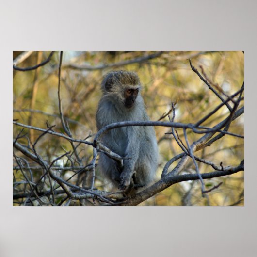 Black Baboon Poster (Voorkant)