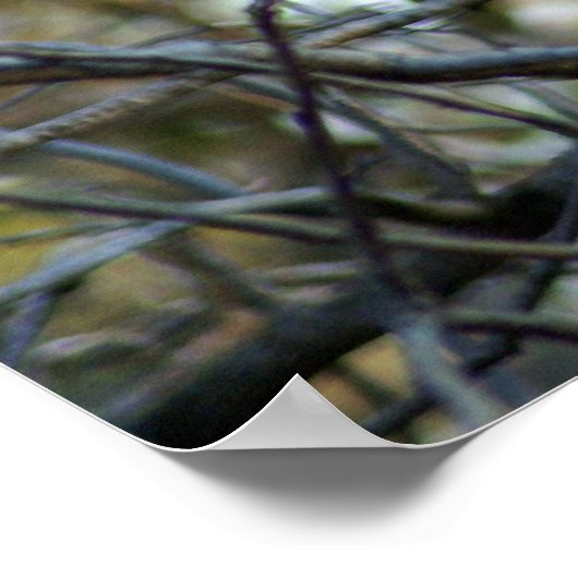 Black Baboon Poster (Hoek)