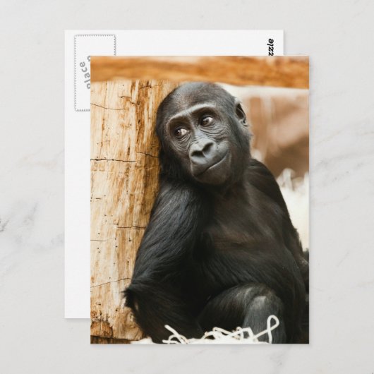 Black Baby Monkey Briefkaart (Voorkant / Achterkant)