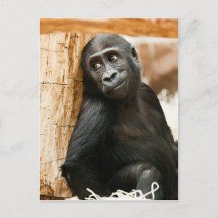 Black Baby Monkey Briefkaart