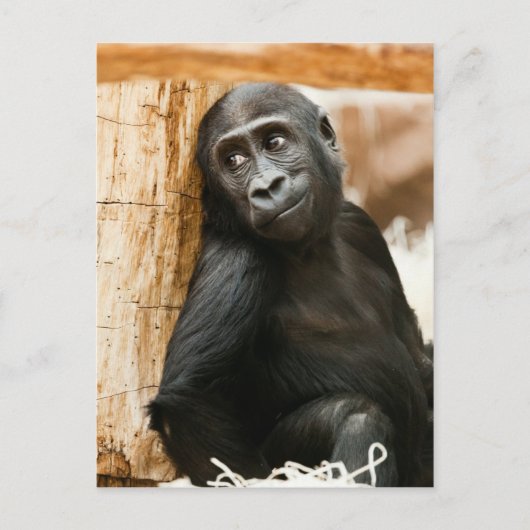 Black Baby Monkey Briefkaart (Voorkant)