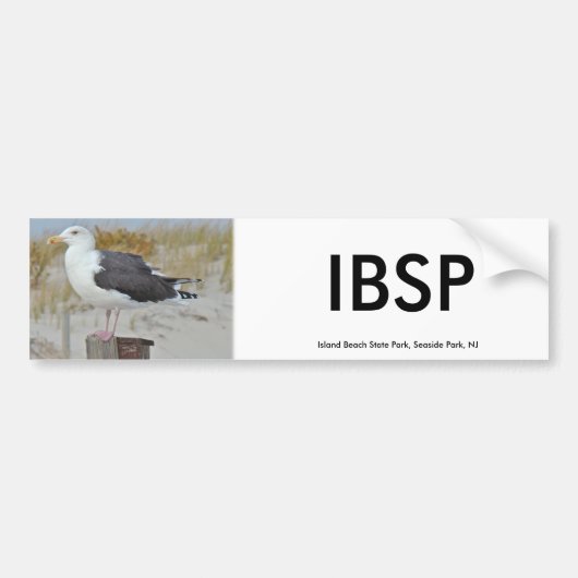 Black Backed Gull Seagull-reeks Bumpersticker (Voorkant)