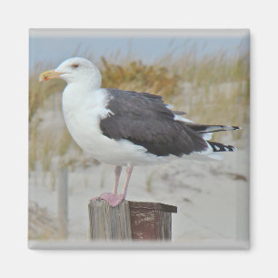 Black Backed Gull Seagull-reeks Magneet