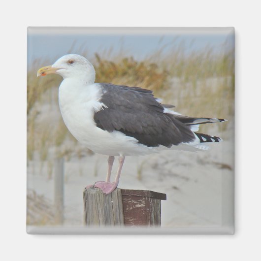 Black Backed Gull Seagull-reeks Magneet (Voorkant)
