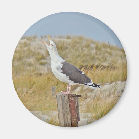 Black Backed Gull Seagull-reeks Magneet (Voorkant)