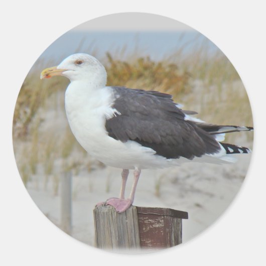 Black Backed Gull Seagull-reeks Ronde Sticker (Voorkant)