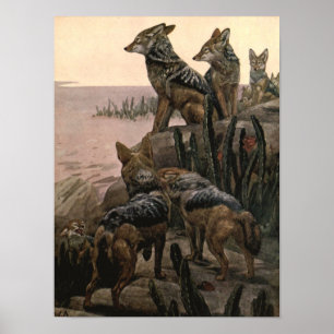Black Backed Jackals van Winifred Austen Poster