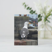Black-Backed Seagull, Isle of Islay, Schotland Briefkaart (Staand voorkant)