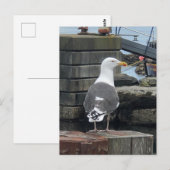 Black-Backed Seagull, Isle of Islay, Schotland Briefkaart (Voorkant / Achterkant)