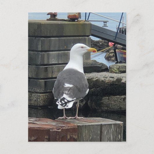 Black-Backed Seagull, Isle of Islay, Schotland Briefkaart (Voorkant)