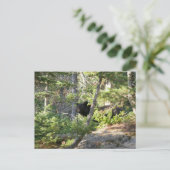 Black Bear at Grand Teton Briefkaart (Staand voorkant)