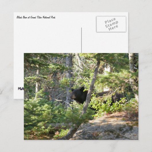 Black Bear at Grand Teton Briefkaart (Voorkant / Achterkant)