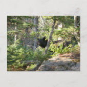 Black Bear at Grand Teton Briefkaart (Voorkant)