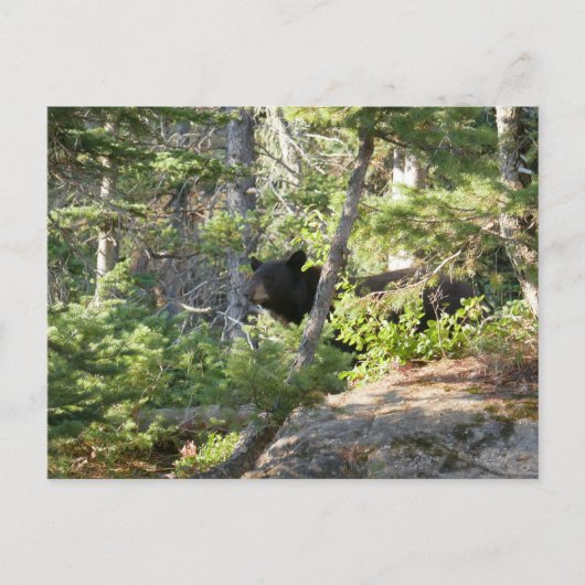 Black Bear at Grand Teton Briefkaart (Voorkant)