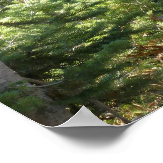 Black Bear at Grand Teton Poster (Hoek)