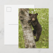 Black Bear Cub in Tree Briefkaart (Voorkant / Achterkant)