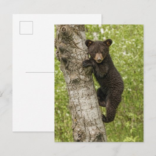 Black Bear Cub in Tree Briefkaart (Voorkant / Achterkant)